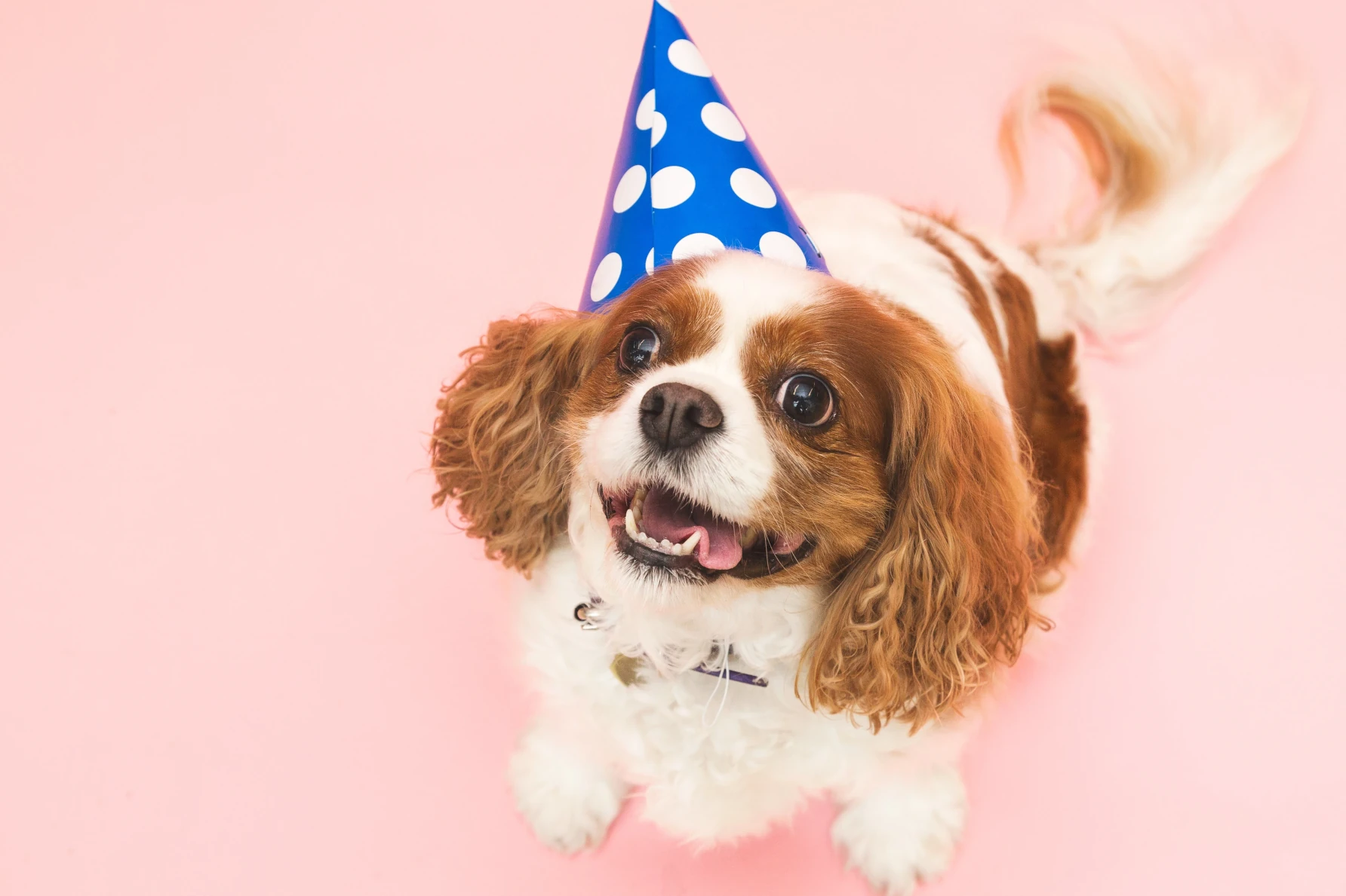 Dog birthday celebration