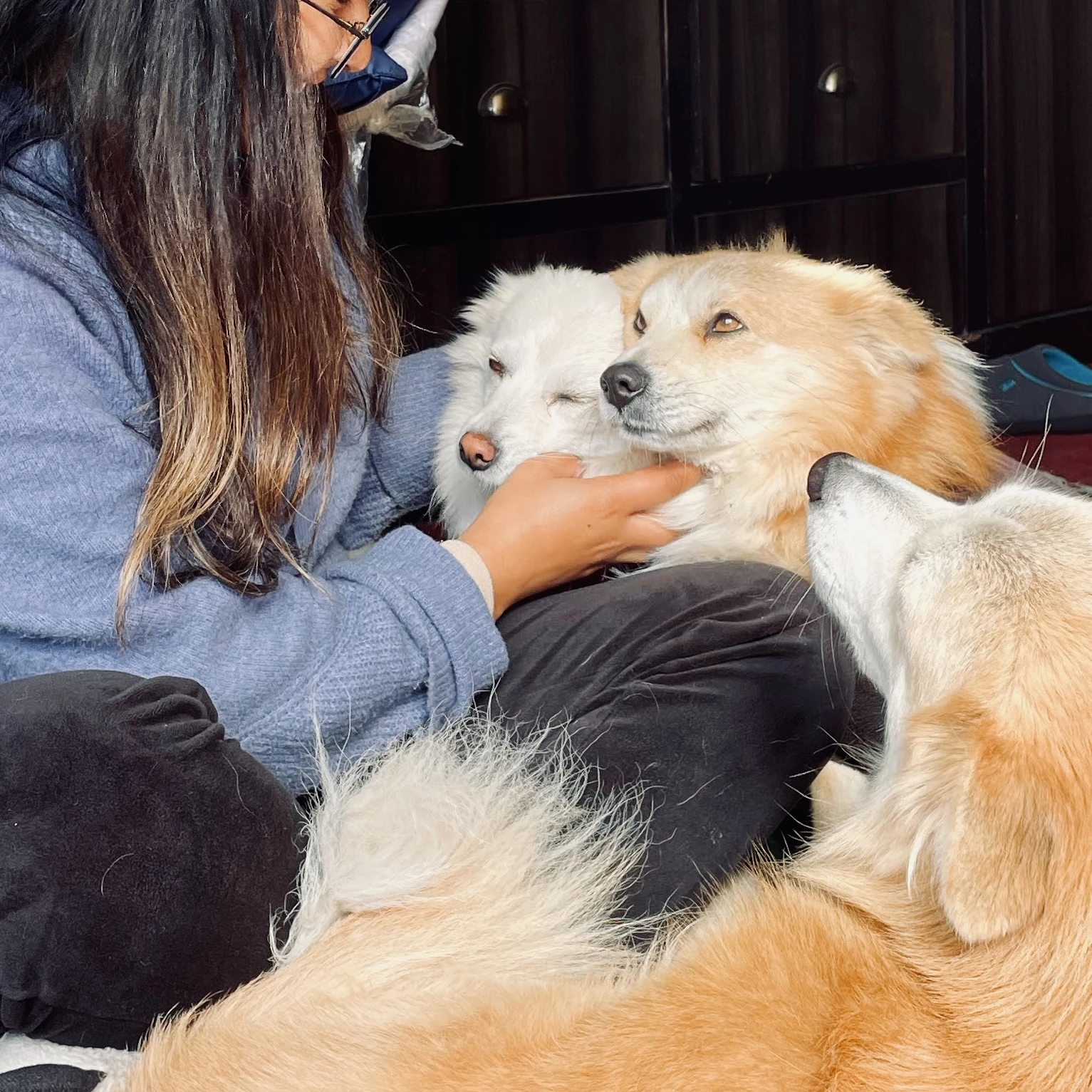 Happy dogs with their owners